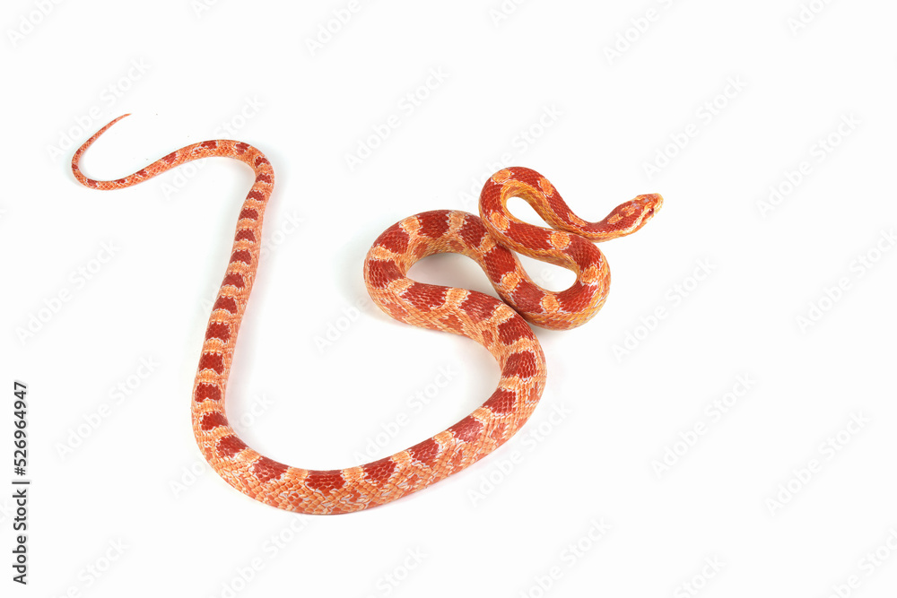 Amel het anery corn snake crawling on isolated background, amel het anery corn snake closeup Amel het anery corn snake crawling on isolated background, amel het anery corn snake closeup