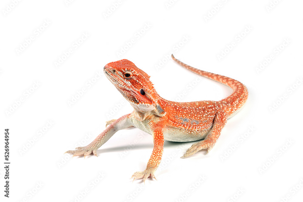 Naklejka premium Bearded Dragon closeup on isolated background, Bearded Dragon closeup