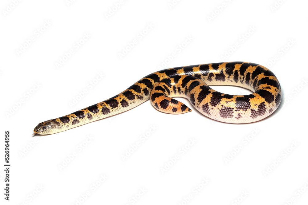 Sand boa snake closeup on isolated background, Sand boa snake closeup Sand boa snake closeup on isolated background, Sand boa snake closeup