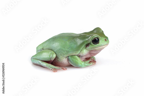 Dumpy frog "litoria caerulea"  closeup on white background, Frog Closeup on isolated background