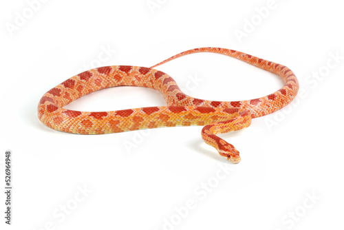 Amel het anery corn snake crawling on isolated background, amel het anery corn snake closeup photo