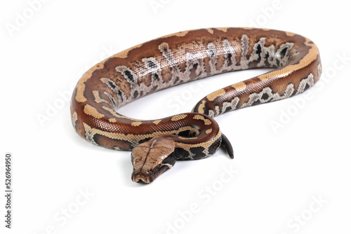 Blood python closeup on isolated background, blood python on white background