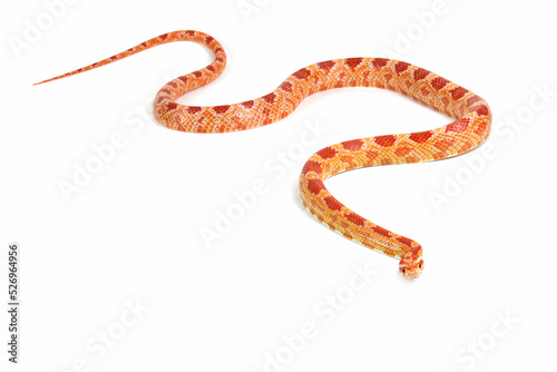Amel het anery corn snake crawling on isolated background, amel het anery corn snake closeup