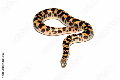 Sand boa snake closeup on isolated background, Sand boa snake closeup © kuritafsheen
