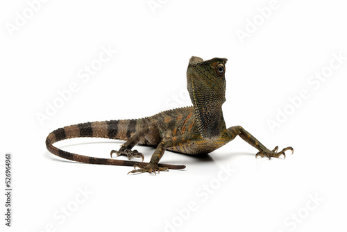 Forest dragon Lizard male isolated on white background  Fores dragon closeup