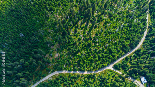 Road in the green forest view from drone