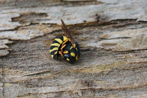 Closeup on a small colorful Celonites abbreviatus wasp, curled up in an antipredator posure photo