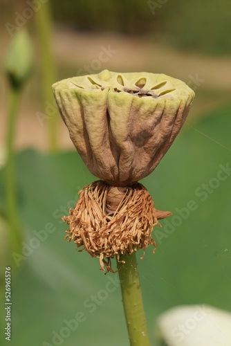 Closeup on a brown seedbox of the Sacred lotus, Nelumbo nucifera standing upright out of the water photo