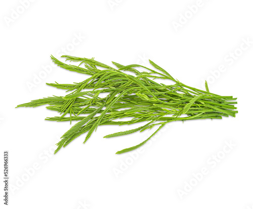 Climbing Wattle, Acacia, Cha-om, Acacia pennata (L.) Willd. isolate on transparent background. (.PNG) © sathit