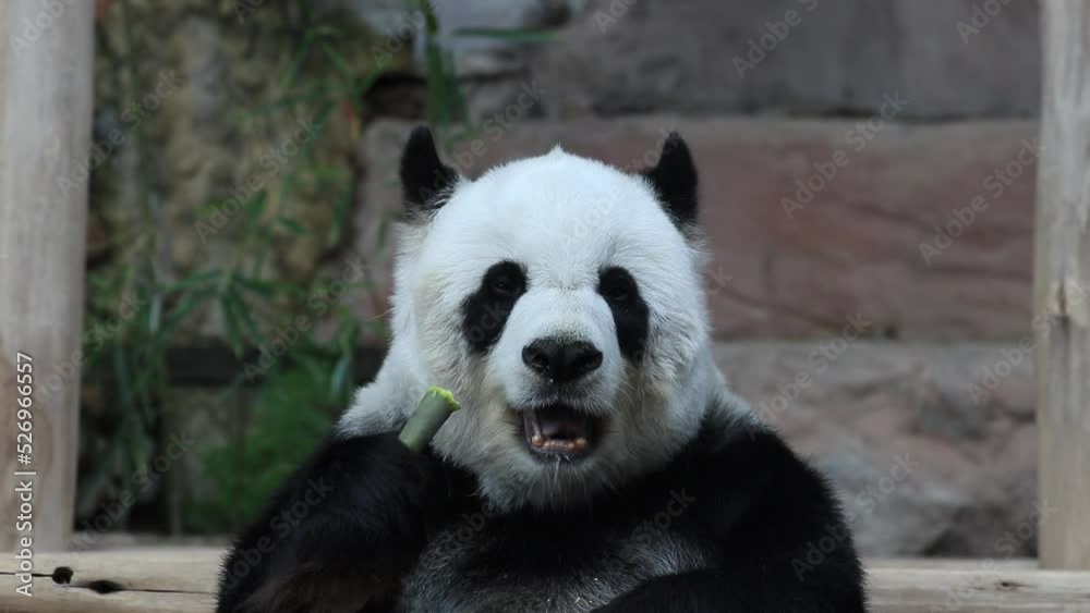 Close up Cute Sweet Panda in Thailand, Lin Hui