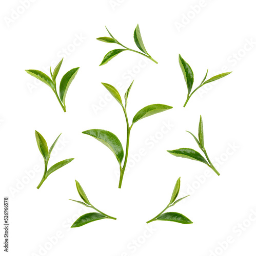 Green tea leaves isolated on transparent background.  .PNG 