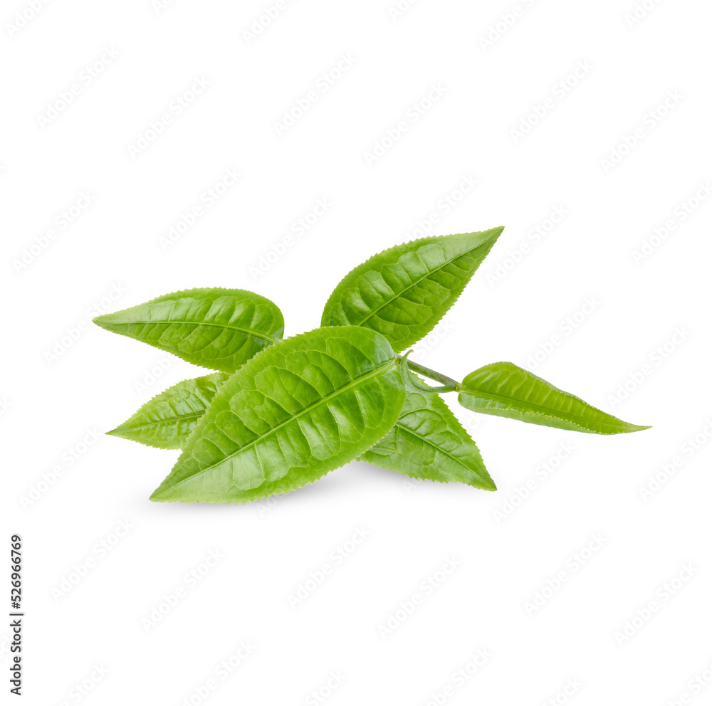 Green tea leaves isolated on transparent background. (.PNG) Stock Photo