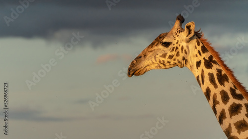 close-up of giraffe at sunset at serengeti national park tansania africa © artura