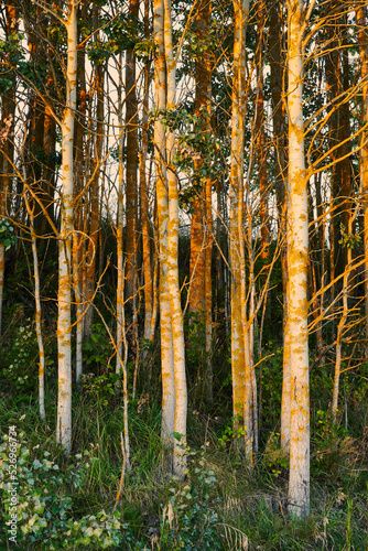 Aspen trees from the cultural landscape of Toten  Norway  a summer evening in August.