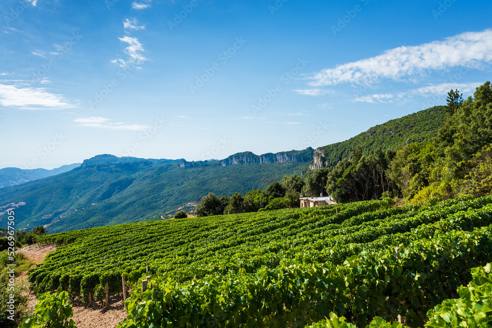 Cultivation of a vineyard in the mountains. Agriculture.