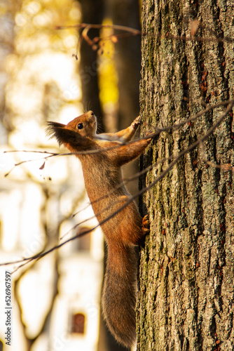 Sciurus. Rodent. Beautiful squirrel on a tree