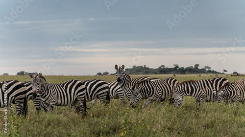 group of zebras at dawn at serengeti national park tansania africa