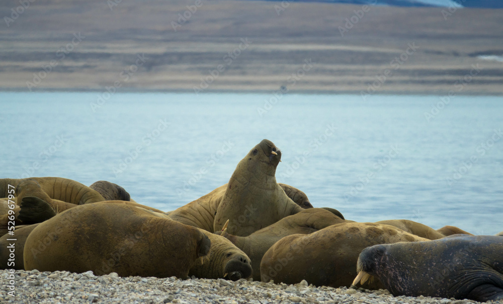 Fototapeta premium Group of big walruses on the beach. Svalbard, Nordaustlandet, Norway.