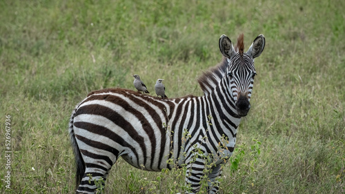 Young zebra with two birds on back at serengeti national park 