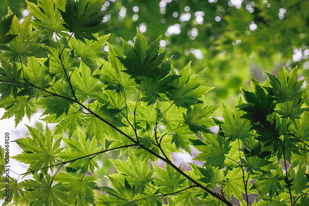 Details of leaves of Japanese maple tree - Acer palmatum Details of leaves of Japanese maple tree - Acer palmatum