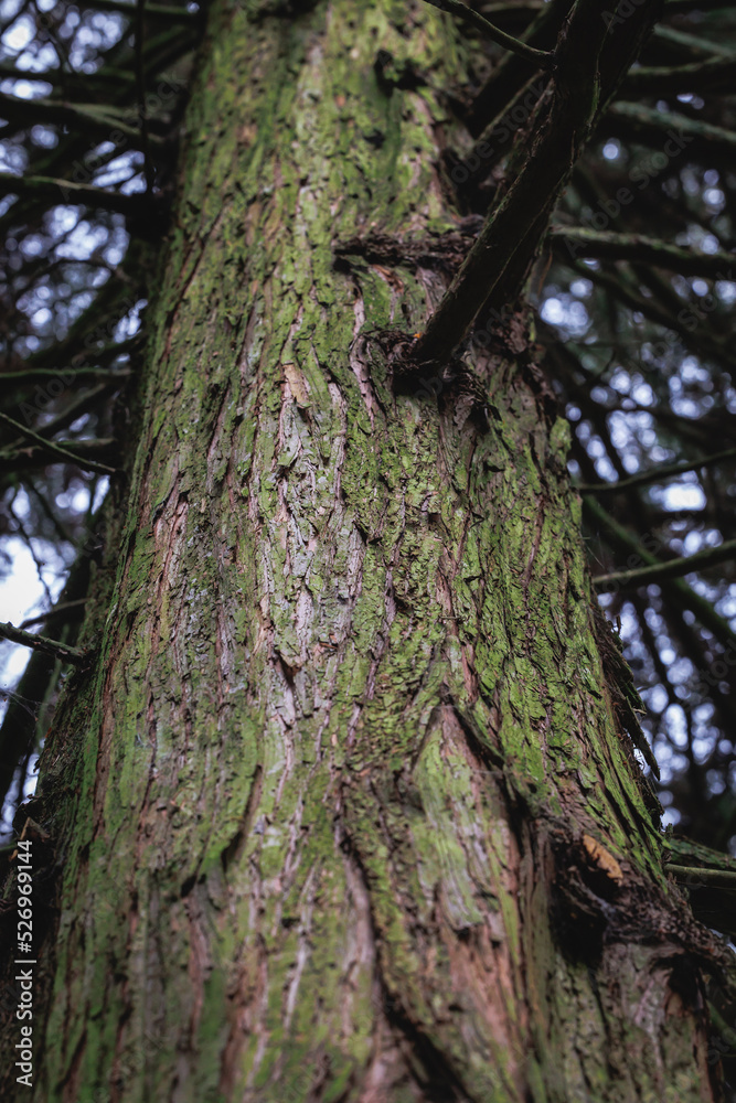 Trunk of Chamaecyparis pisifera - Sawara cypress variety Squarrosa