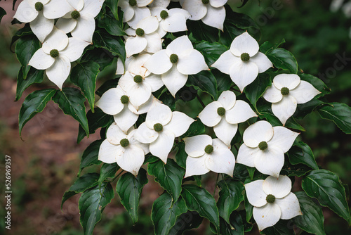 Close up on a flowers of Cornus kousa small deciduous tree photo