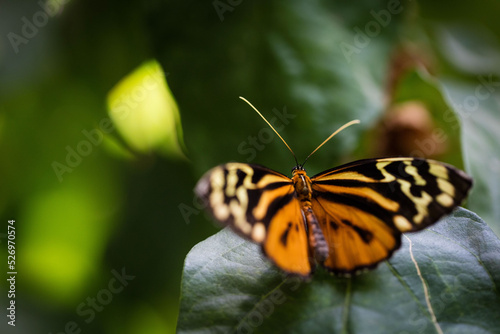 Papillon Orange 5 © GuillaumeLou