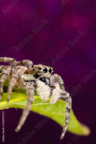 Jumping Spider Macro