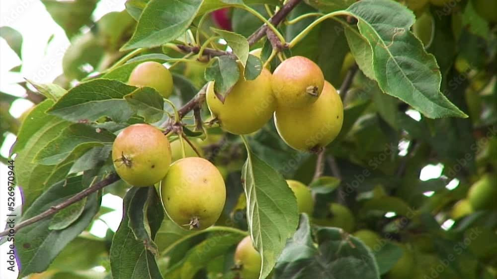 Crab apples beginning to ripen and turn red on a crab apple tree growing in England Crab apples beginning to ripen and turn red on a crab apple tree growing in England