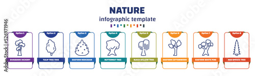 infographic template with icons and 8 options or steps. infographic for nature concept. included shagbark hickory tree, tulip tree tree, eastern redcedar butternut black willow eastern cottonwood photo