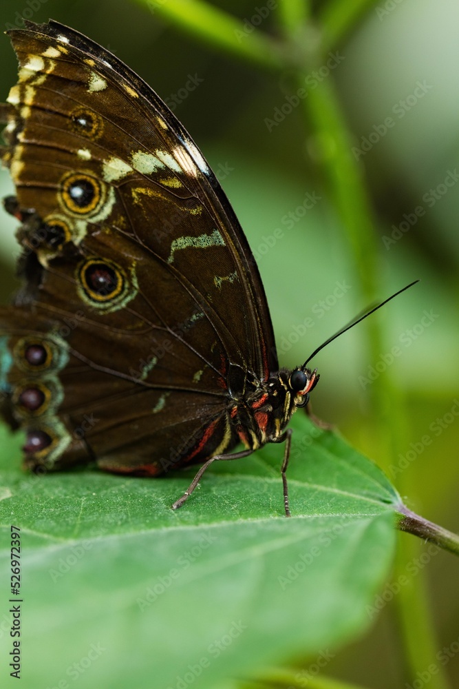 Obraz premium Papillon noie et jaune