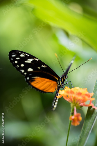 Papillon Orange et Noir 7 © GuillaumeLou