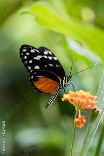 Papillon Orange et Noir 6 © GuillaumeLou