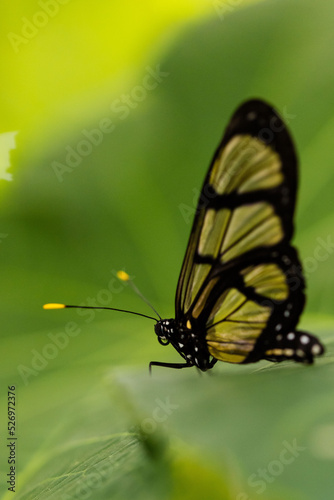 Papillon jaune 6