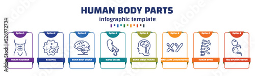 infographic template with icons and 8 options or steps. infographic for human body parts concept. included human abdomen, basophil, brain body organ, blood vessel, brain inside human head, masculine