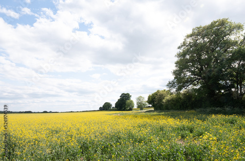 Oil Seed Rape Fields In The Rural Oxfordshire Countryside