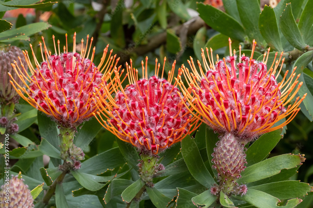 Protea Plant in flower, Royal Botanic Garden Sydney Australia Protea Plant in flower, Royal Botanic Garden Sydney Australia