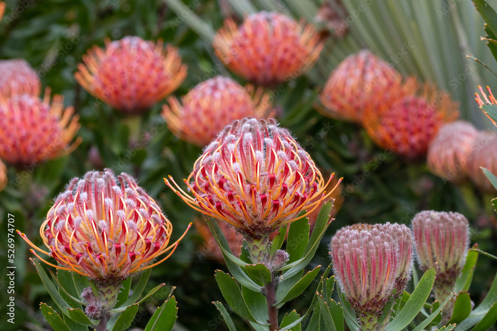 Protea Plant in flower, Royal Botanic Garden Sydney Australia Protea Plant in flower, Royal Botanic Garden Sydney Australia