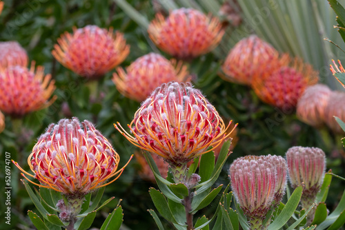 Protea Plant in flower, Royal Botanic Garden Sydney Australia photo