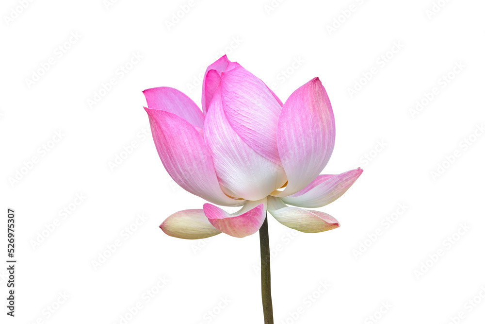 Lotus isolated on white background. This has clipping path. Lotus isolated on white background. This has clipping path.