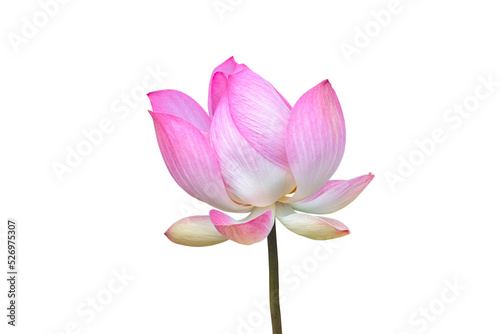 Lotus isolated on white background. This has clipping path.