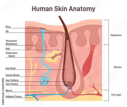 Human skin anatomy. Layered scheme of epidermis with hair follicle