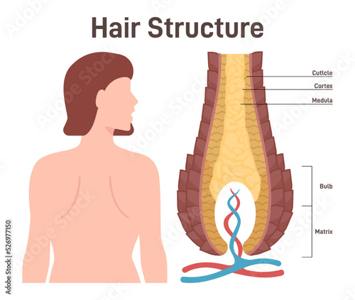 Hair structure. Cross section of the human hair with dermal papilla,
