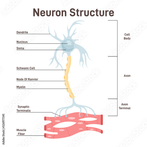 Neuron structure. Nerve cell, main part of the human nervous system