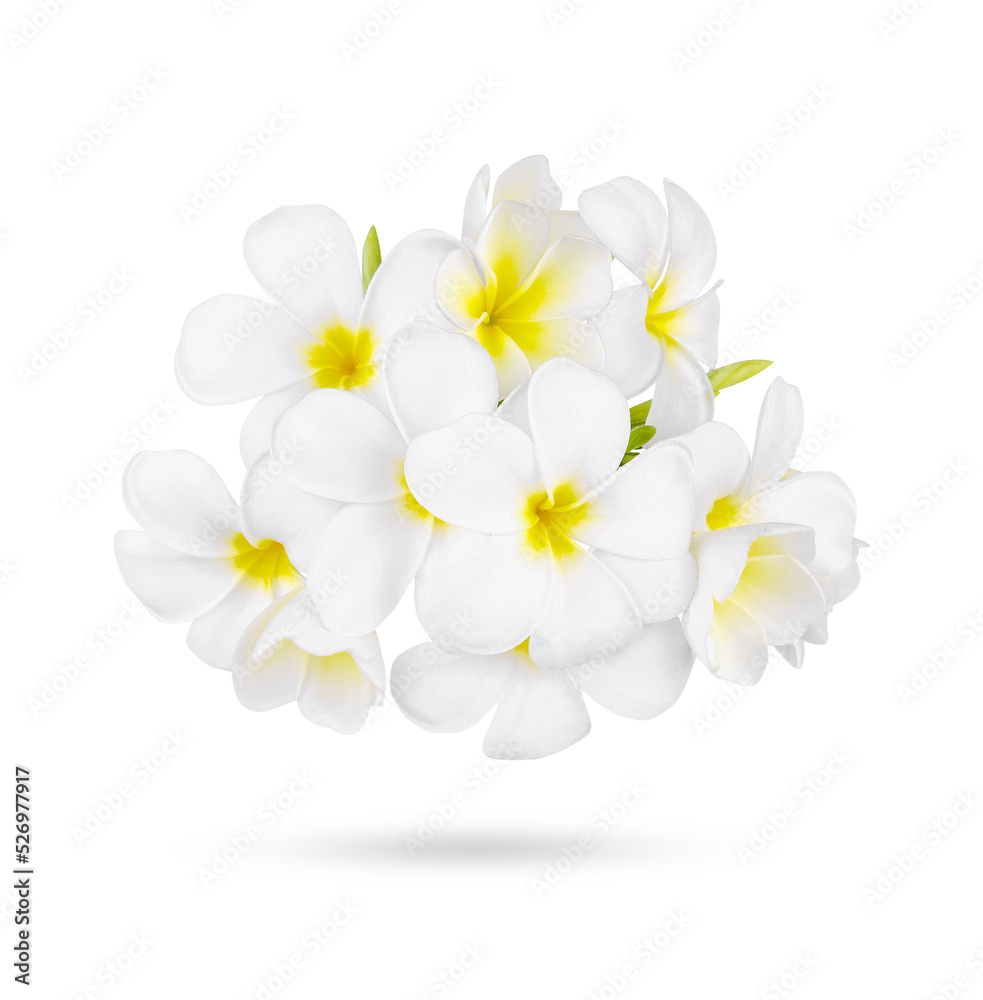 Obraz premium white frangipani tropical flower, plumeria flower blooming isolated on transparent background. (.PNG)