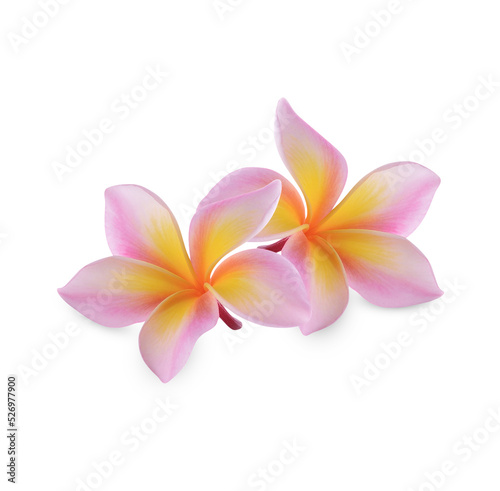 plumeria rubra flower isolated on transparent background. (.PNG)