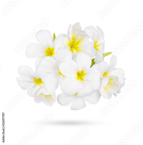 white frangipani tropical flower, plumeria flower blooming isolated on transparent background. (.PNG)