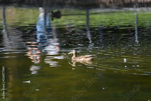 ducks on, nature, goose on the water. Pond, ducks, goose. hunting. animal, river, wildlife, lake, green, bird, wild, fish, amphibian, , sea, stream, duck, swimming, , swim