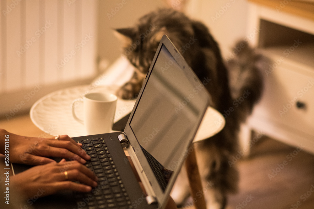 Cat Laptop Warm