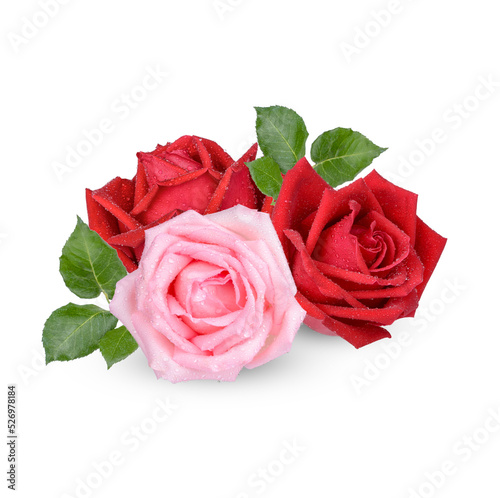 Red and Pink rose with water drops isolated on transparent background.  .PNG 